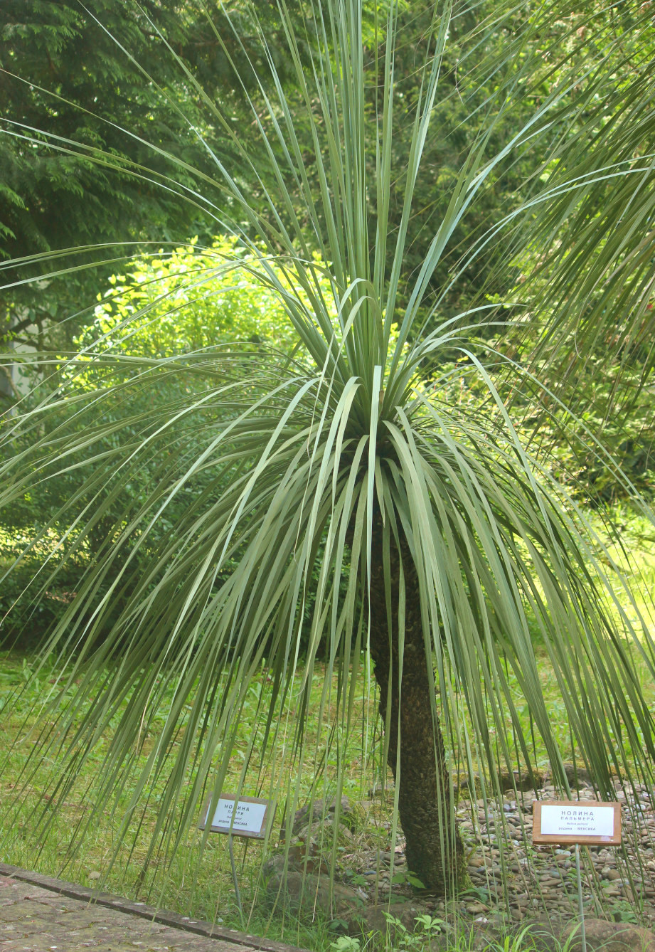 Image of Nolina parryi specimen.