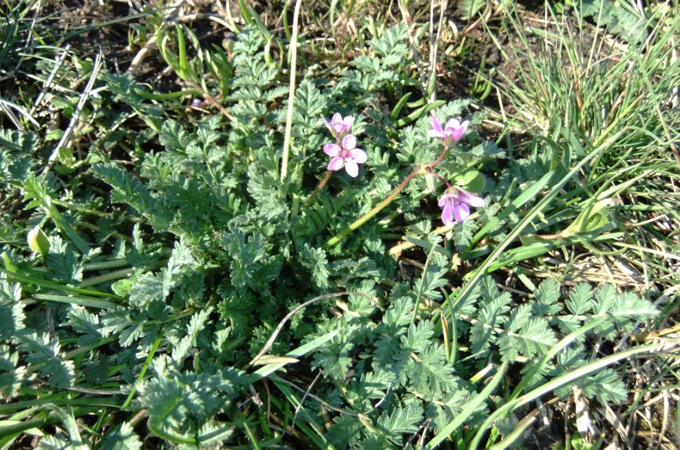 Изображение особи Erodium cicutarium.