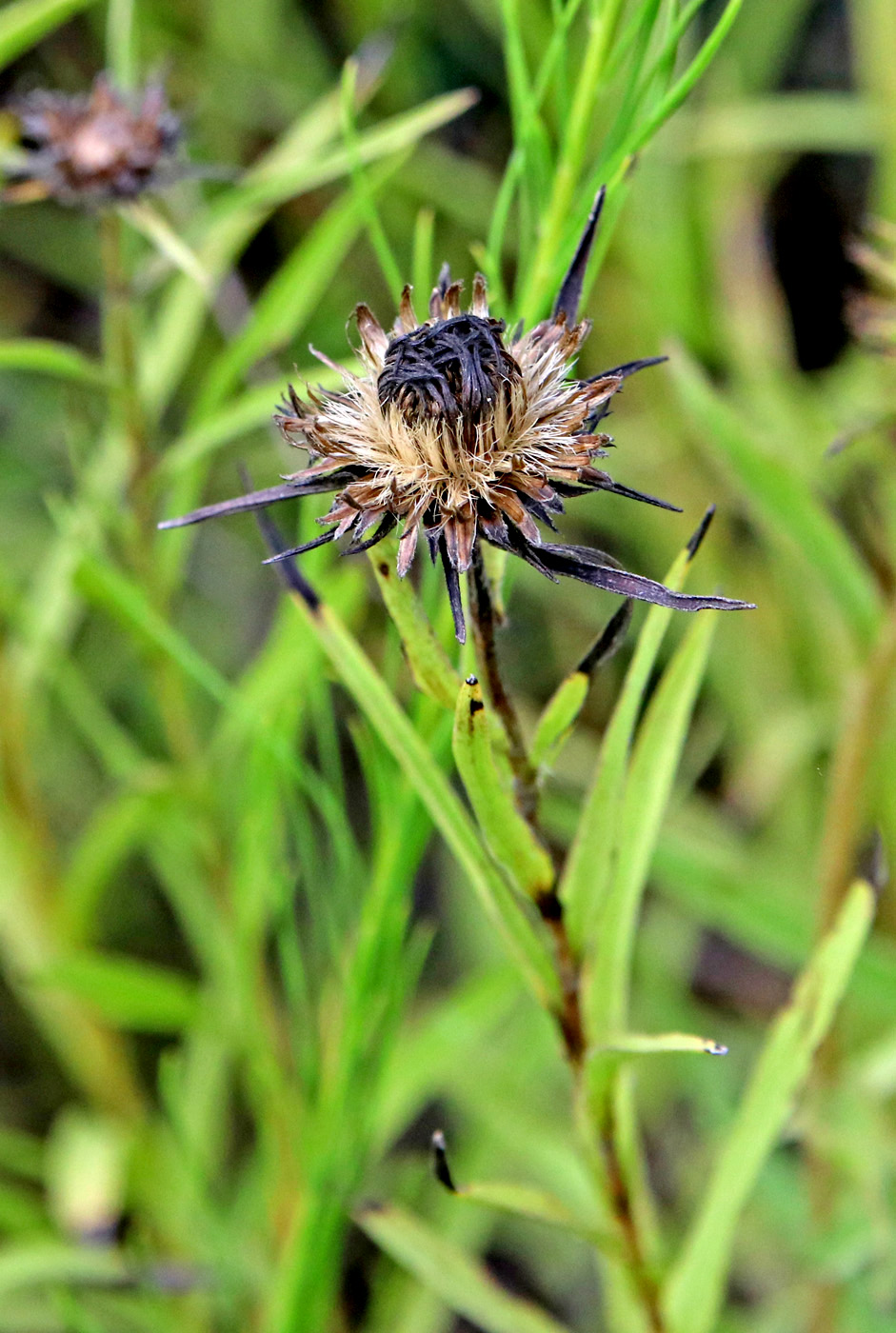 Image of Inula ensifolia specimen.