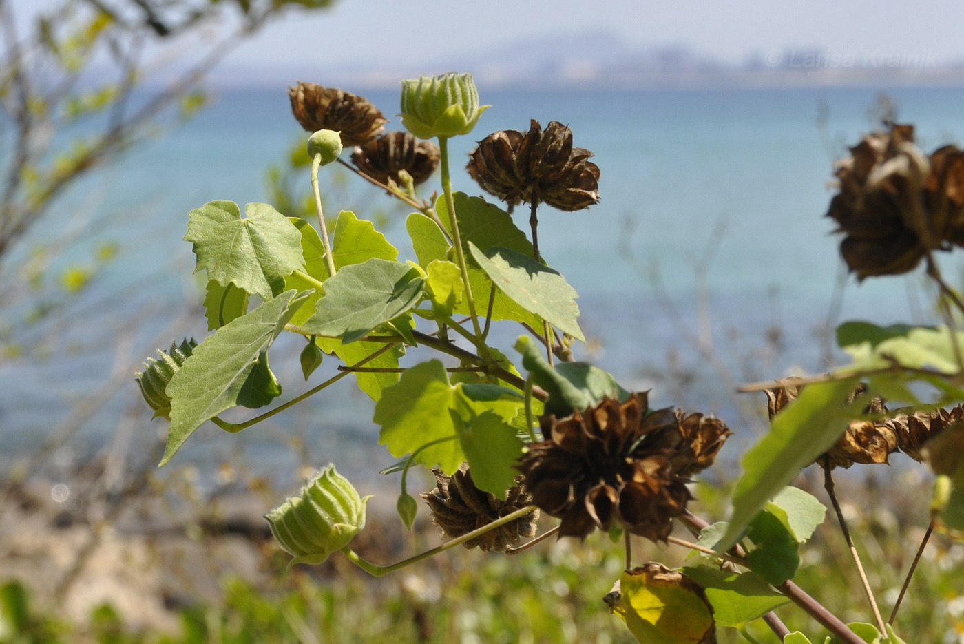 Изображение особи Abutilon indicum.