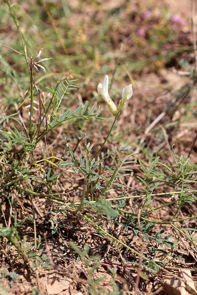 Изображение особи род Astragalus.