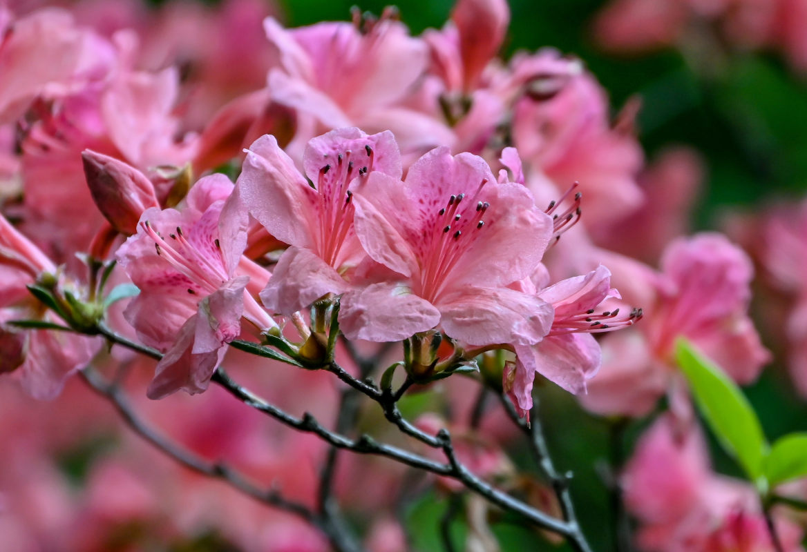 Image of Rhododendron kaempferi specimen.