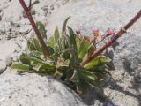 genus Saxifraga. Основание цветущего растения. Кабардино-Балкария, Черекский р-н, дол. р. Псыгансу, ≈ 2400 м н.у.м., донная морена. 29.07.2025.