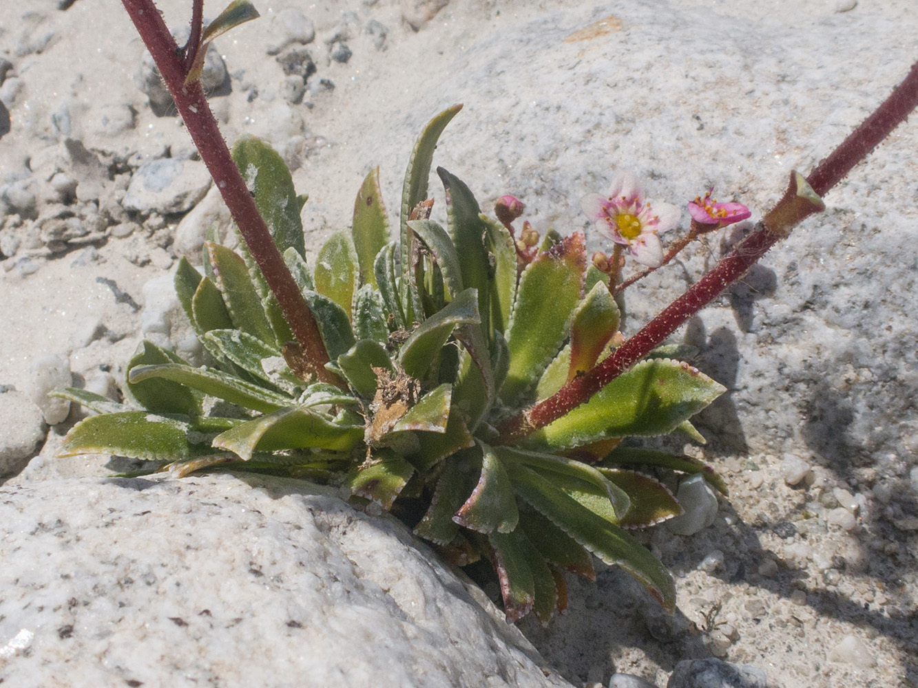 Image of genus Saxifraga specimen.