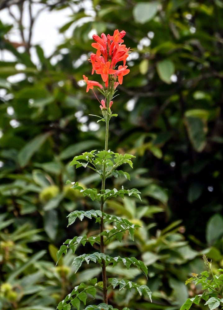 Image of Tecomaria capensis specimen.