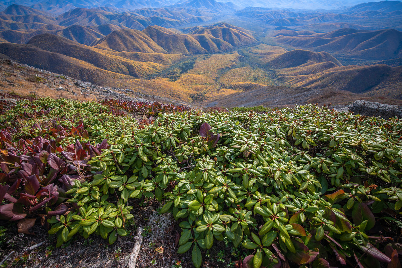 Image of Rhododendron aureum specimen.