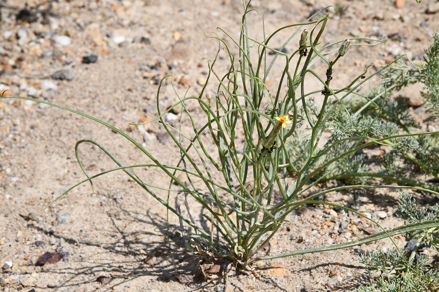 Изображение особи Takhtajaniantha pusilla.