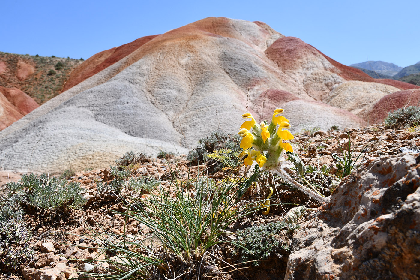 Image of Phlomoides speciosa specimen.