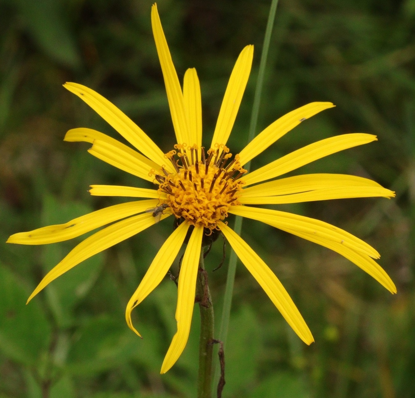 Image of Ligularia jamesii specimen.