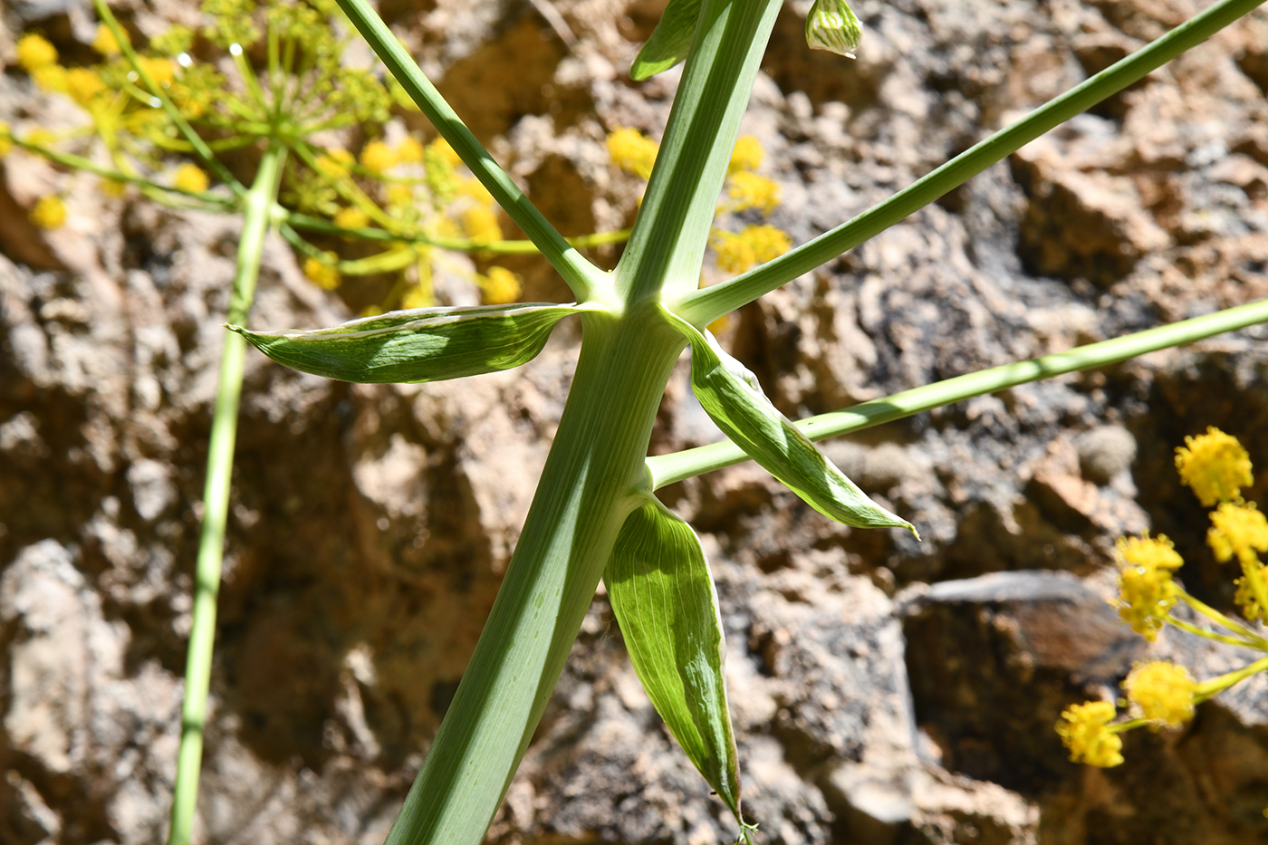 Image of Ferula samarkandica specimen.