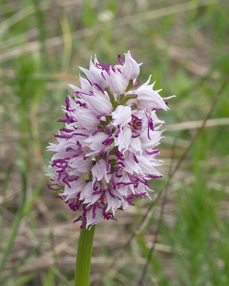 Image of Orchis simia specimen.