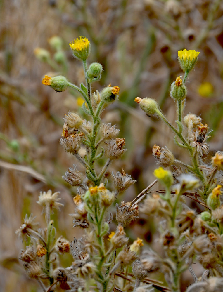 Image of genus Andryala specimen.