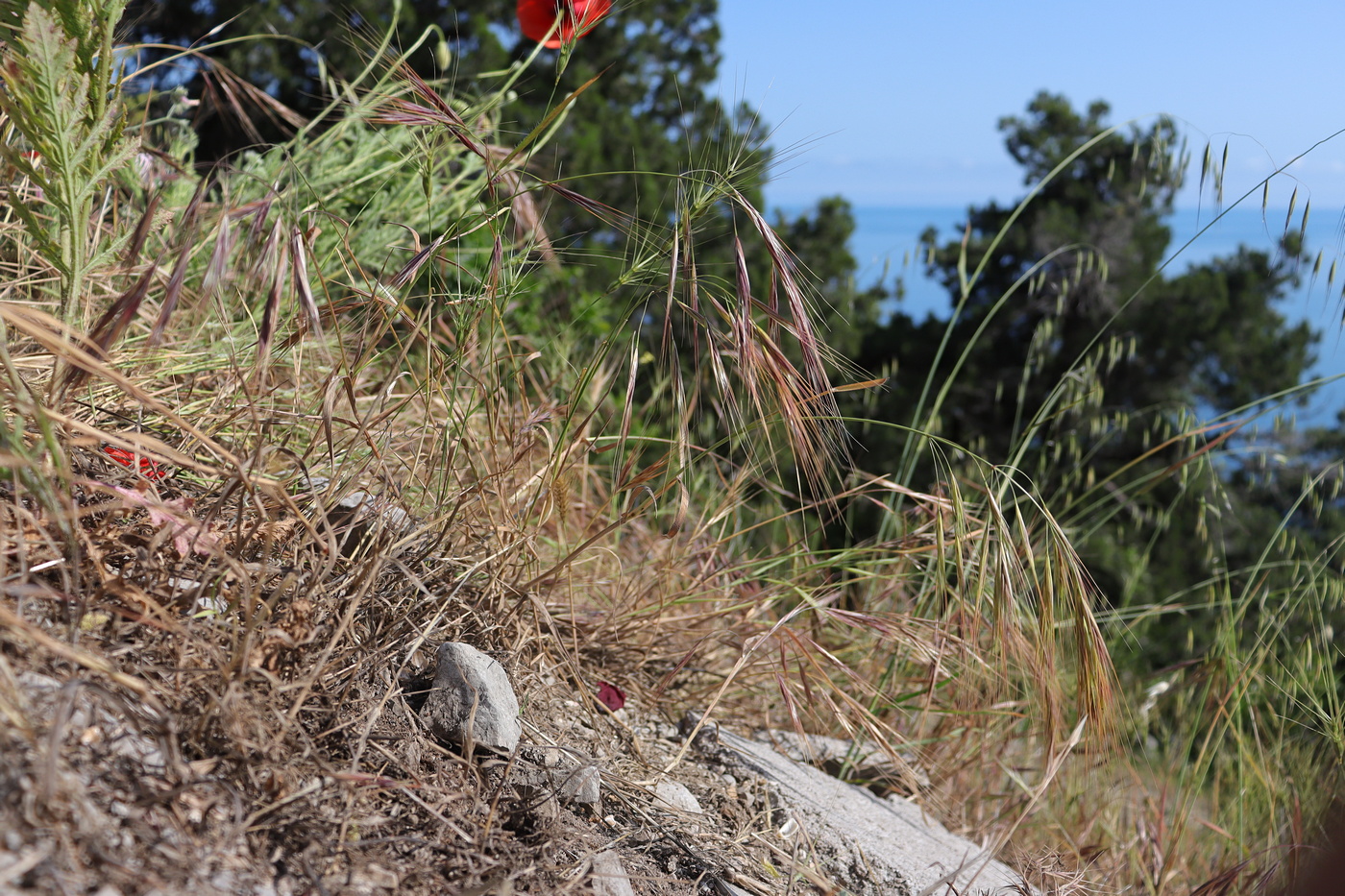 Image of Anisantha diandra specimen.
