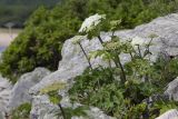 Heracleum dissectum variety voroschilovii. Цветущее растение. Приморский край, Лазовский р-н, Лазовский запов., берег бухты Просёлочная (Тачингоуза), крупнокаменистый берег моря, травяно-кустарниковые заросли на опушке леса. 13.06.2026.