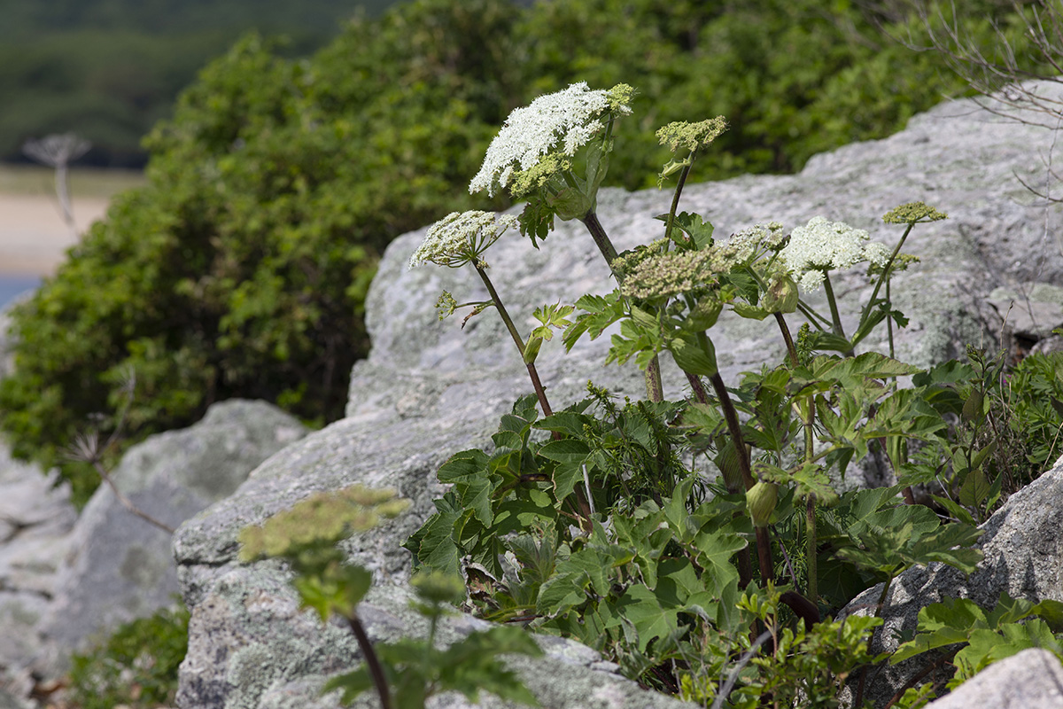 Image of Heracleum dissectum var. voroschilovii specimen.