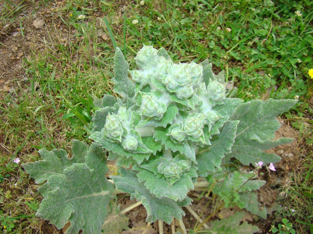 Image of Salvia aethiopis specimen.