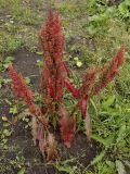 Rumex longifolius. Плодоносящее растение на газоне. Мурманск, 20.08.2008.