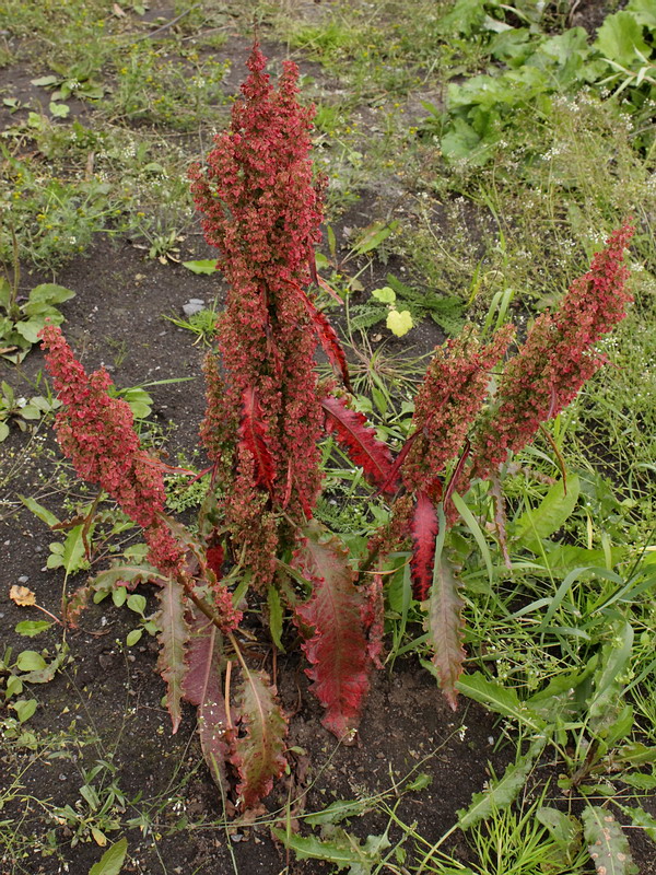 Изображение особи Rumex longifolius.