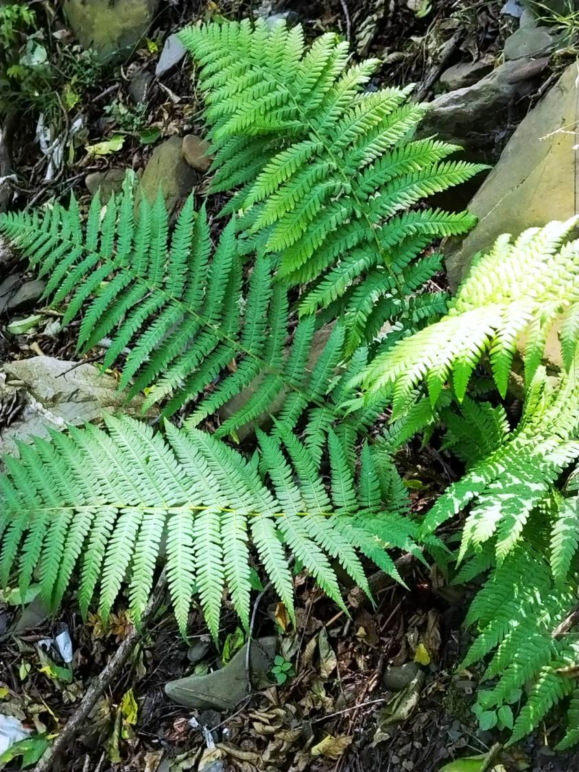 Image of Dryopteris filix-mas specimen.