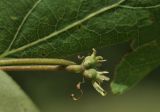 Lonicera tatarica. Завязи. г. Симферополь, окр. мкр-на Пневматика, обочина лесной дороги в посадках Pinus pallasiana. 21.05.2026.