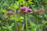 Silene compacta. Верхушка побега с соцветием. Республика Адыгея, Майкопский р-н, к югу от станицы Абадзехская, левый берег р. Белая. 06.06.2026.