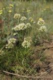 Allium flavescens. Цветущие растения. Ростовская обл., Мясниковский р-н, окр. с. Несветай, степной склон. 22.03.2015.