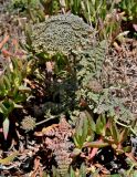 род Daucus. Расцветающее растение в сообществе с Carpobrotus edulis. Португалия, округ Бежа, окр. г. Карвальял, сухой склон. 06.06.2026.