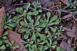 Смотреть изображение Antennaria dioica