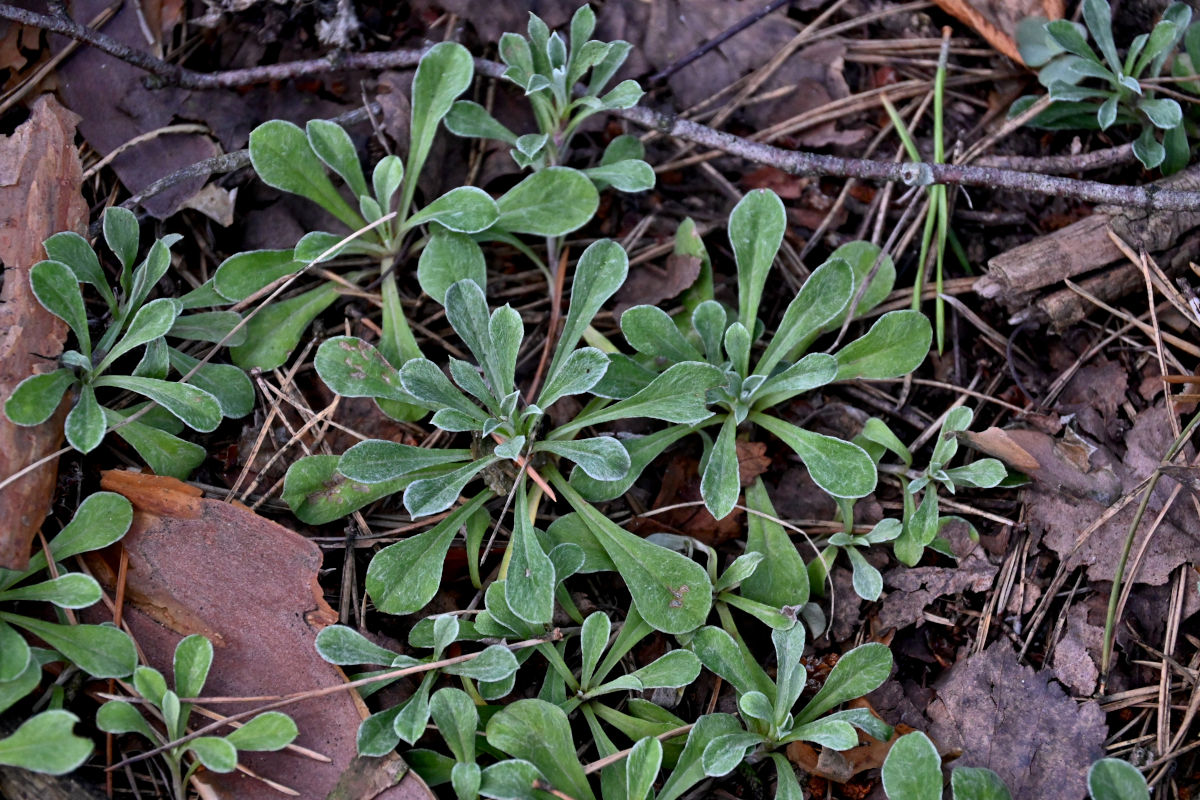 Изображение особи Antennaria dioica.