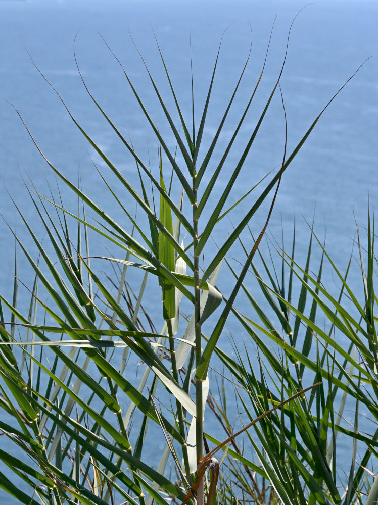 Изображение особи Arundo donax.