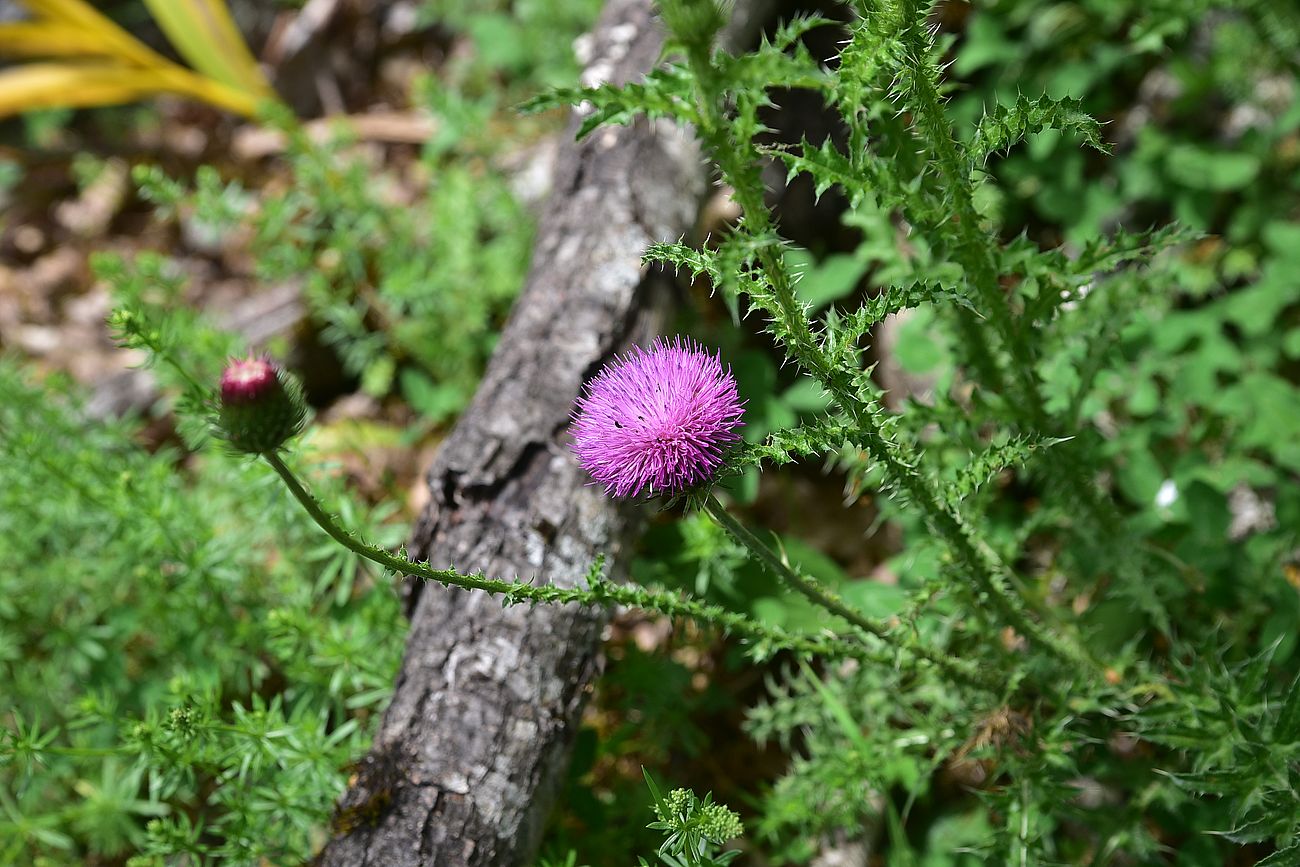 Image of Carduus acanthoides specimen.