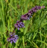 Salvia verticillata. Часть соцветия. Турция, ил Артвин, окр. храма Отхта, луг. 13 июня 2026 г.