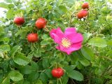 Rosa rugosa. Ветвь с цветком и плодами. Окр. Томска, дачный участок. 30 августа 2010 г.