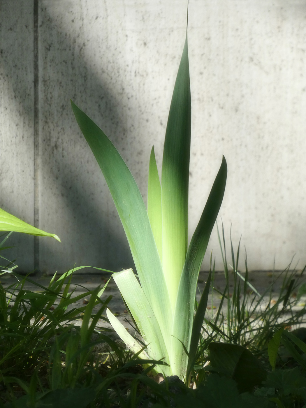 Изображение особи Iris × hybrida.