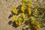 Hypericum scabrum. Верхушка сорванного цветущего растения. Турция, ил Артвин, р-н Юсуфели, 450 м ниже дер. Гюльпынар, выс. 1520 м н.у.м., каменистый склон. 13 июня 2026 г.