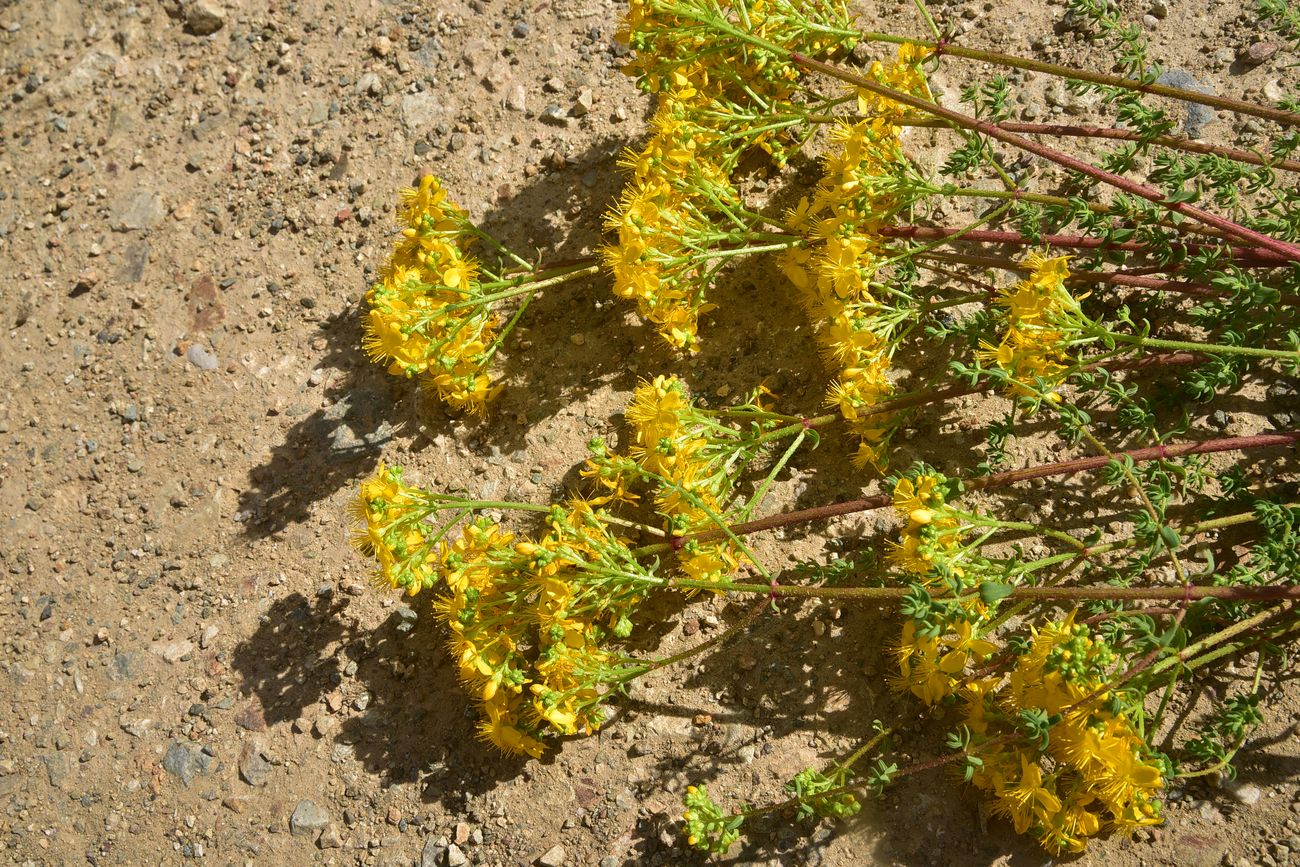Image of Hypericum scabrum specimen.
