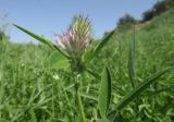 Trifolium medium