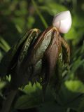 Sinopodophyllum hexandrum