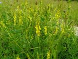 Melilotus officinalis