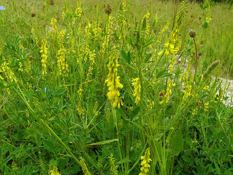 Изображение особи Melilotus officinalis.