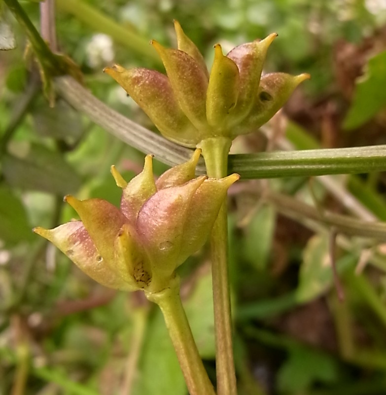 Изображение особи Caltha palustris.