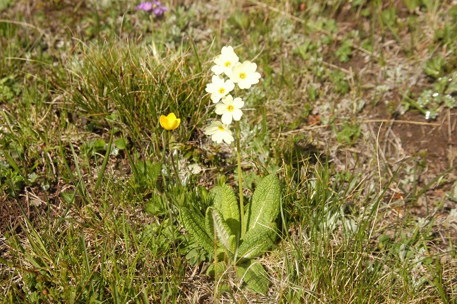 Image of Primula ruprechtii specimen.