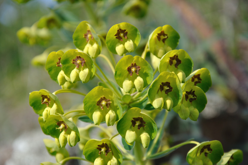 Image of Euphorbia characias specimen.