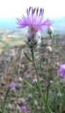 Centaurea vankovii