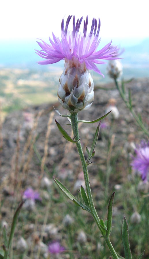 Изображение особи Centaurea vankovii.