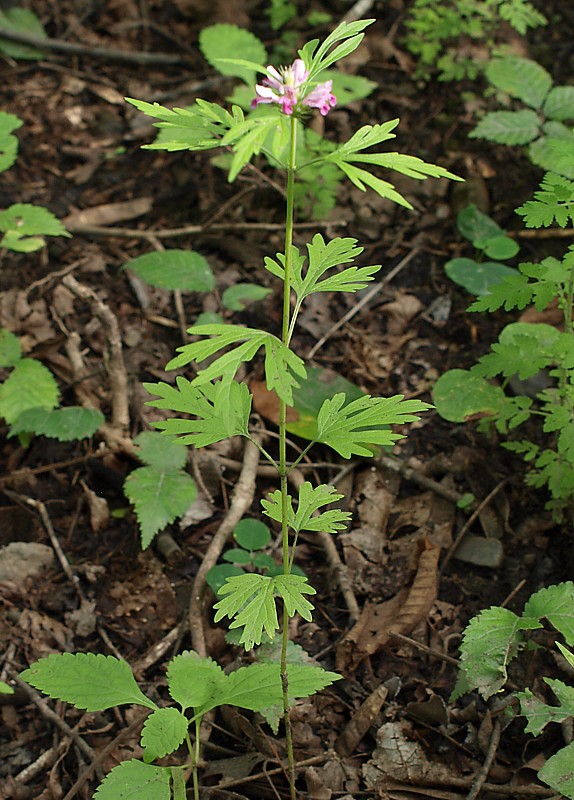 Изображение особи Leonurus japonicus.