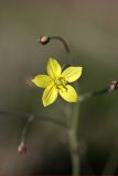 Bongardia chrysogonum