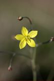 Bongardia chrysogonum. Цветок. Таджикистан, склоны гор Рангон, высота ~1200 м. н.у.м. 13.04.2011.