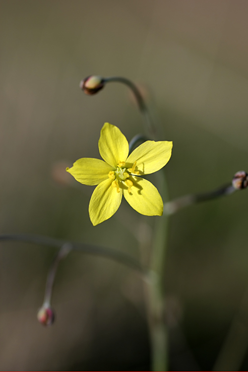 Изображение особи Bongardia chrysogonum.