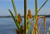 Cyperus glomeratus. Верхушки побегов с соцветиями. Астраханская обл., Наримановский р-н, в истоке рук. Бузан. 28.08.2011.